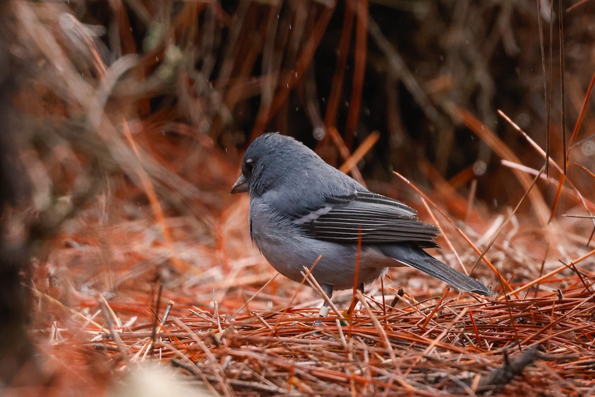 Gran Canaria Blue Chaffinch - ML627649318