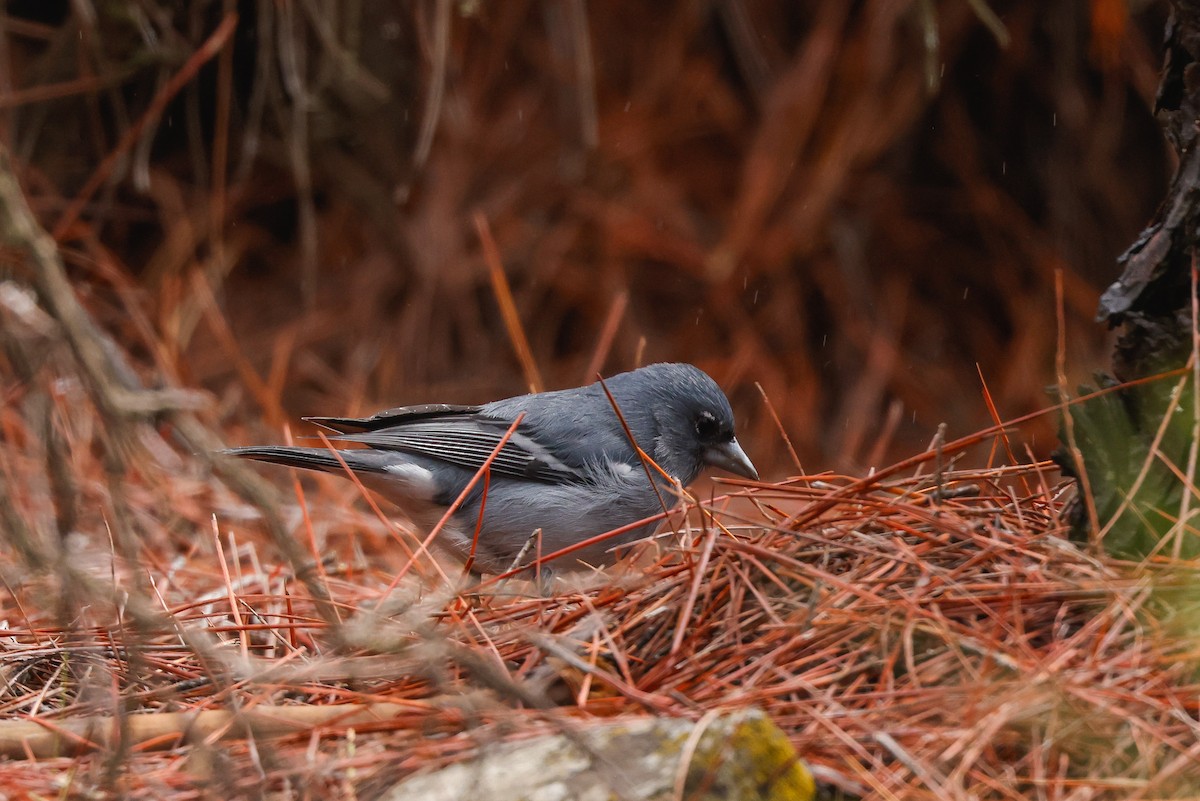 Gran Canaria Blue Chaffinch - ML627649320