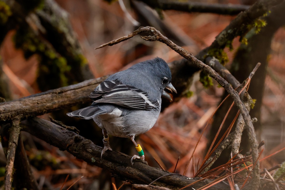 Gran Canaria Blue Chaffinch - ML627649321