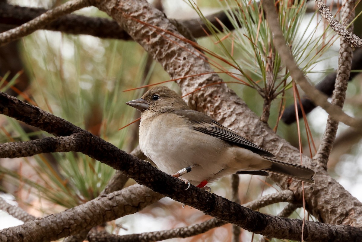 Gran Canaria Blue Chaffinch - ML627649322