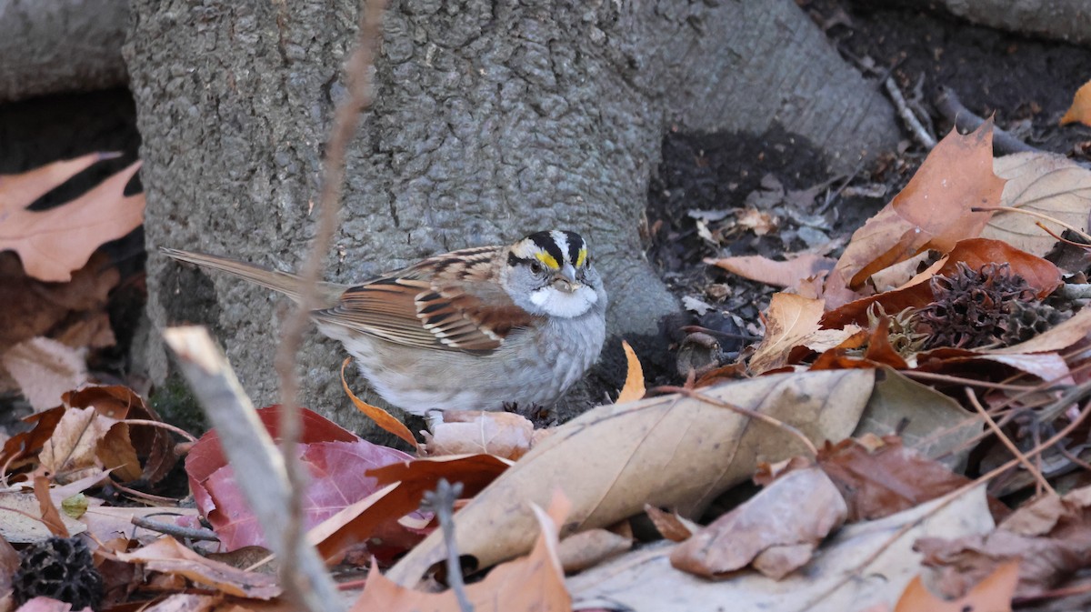 White-throated Sparrow - ML627649354