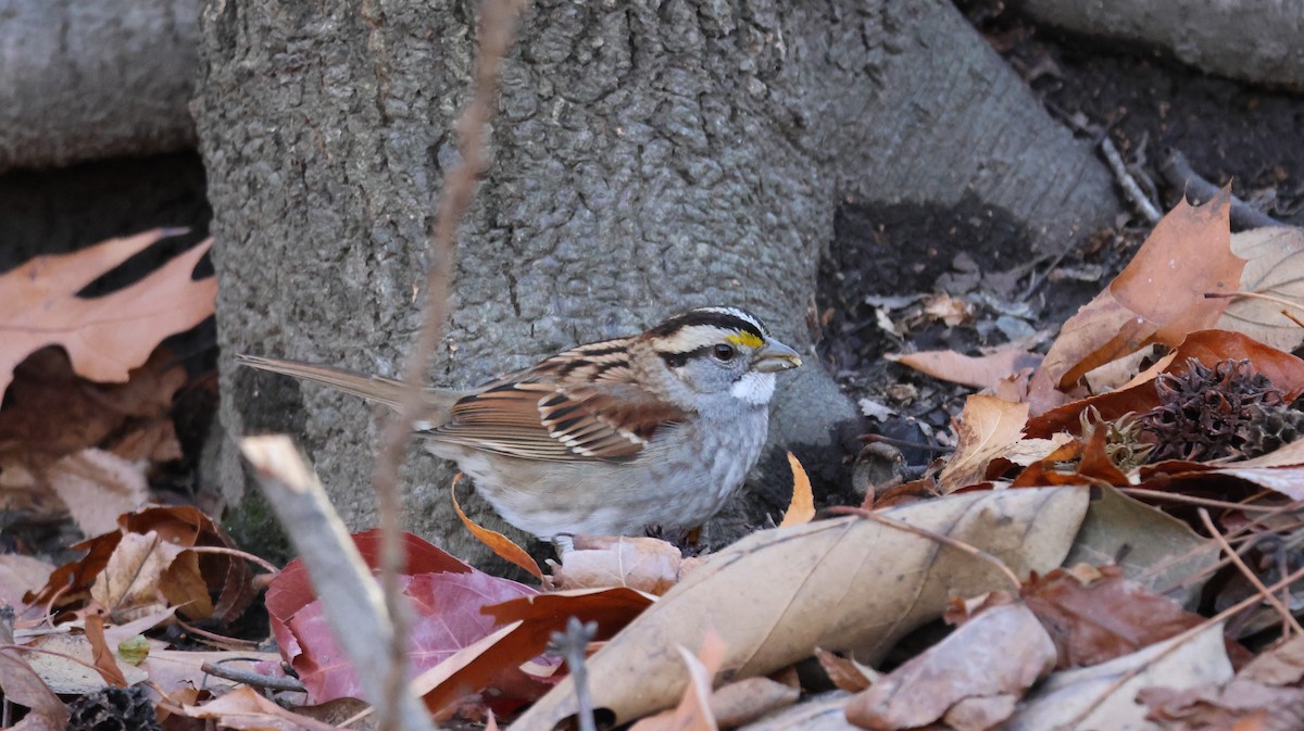 White-throated Sparrow - ML627649356