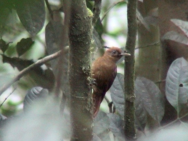 Plain-brown Woodcreeper - ML627649366