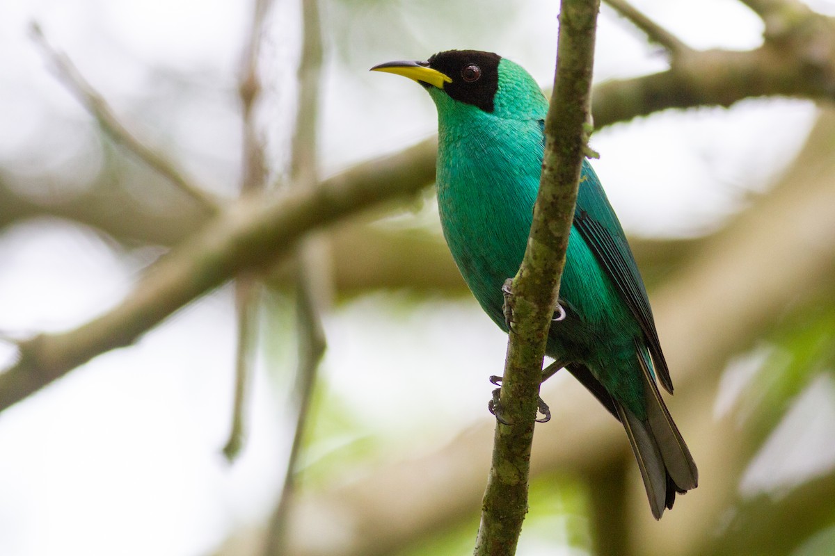 Green Honeycreeper - ML627649425