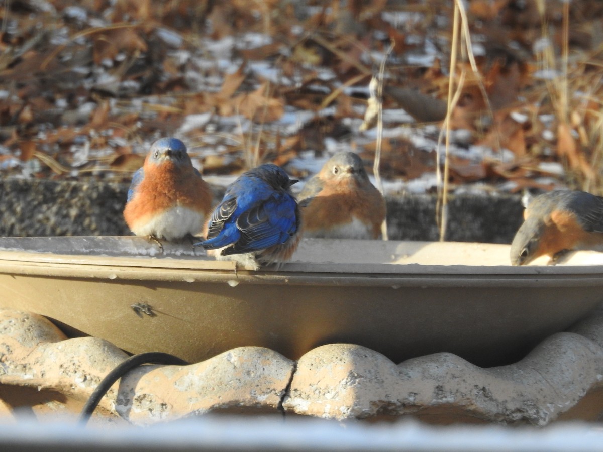 Eastern Bluebird - ML627649451