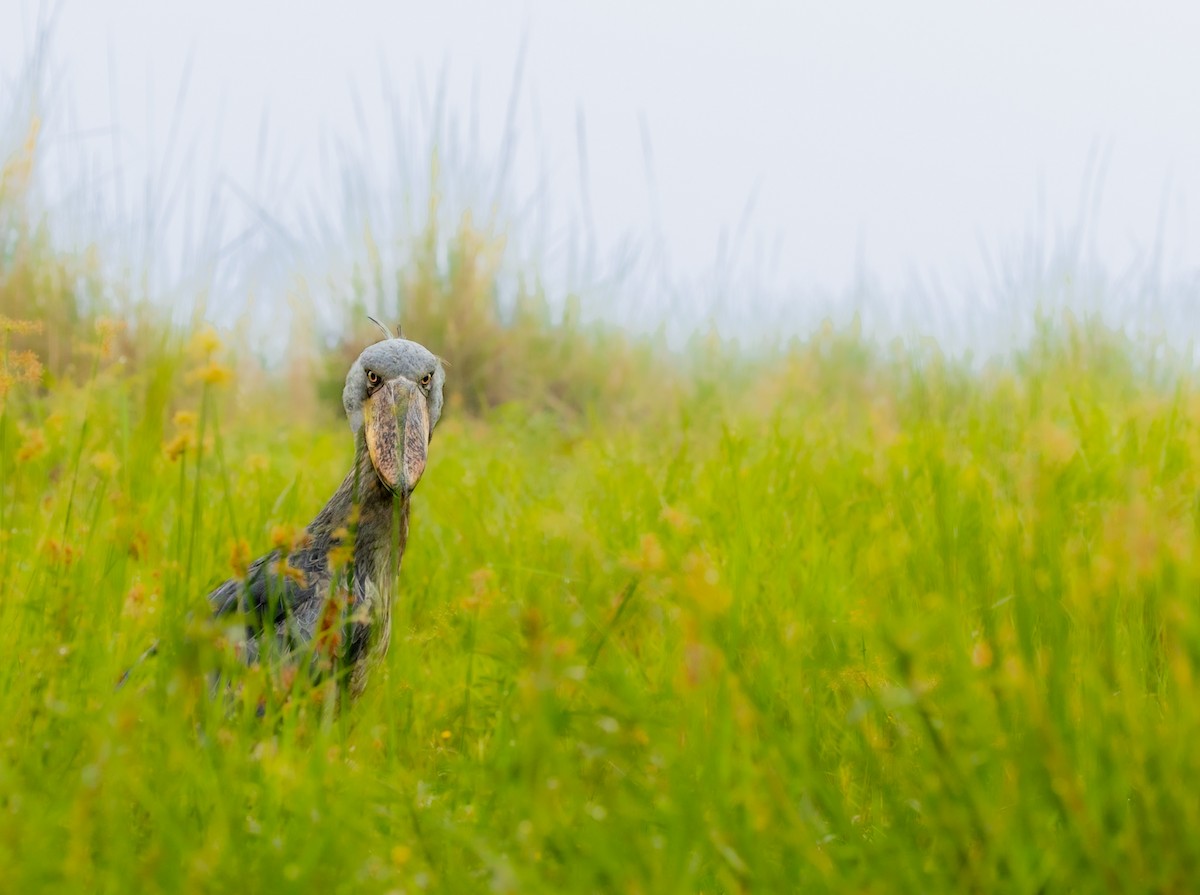 Shoebill - ML627649567