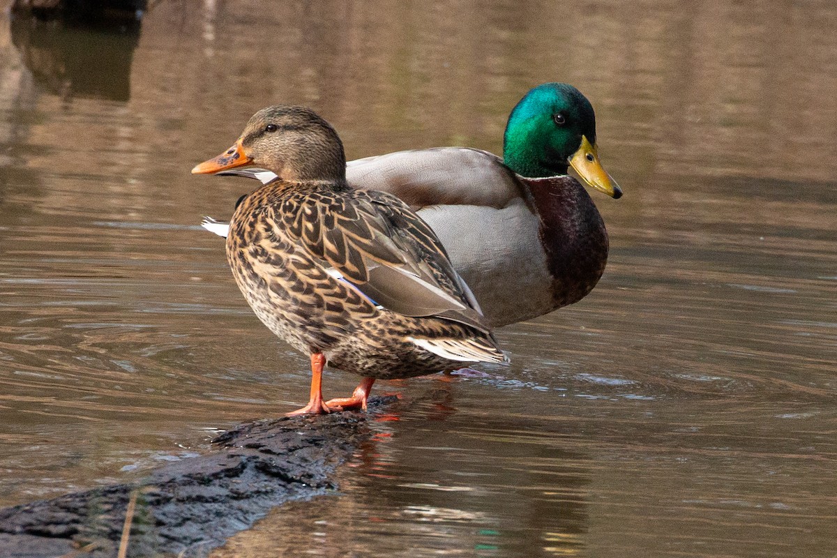 Canard colvert - ML627649629