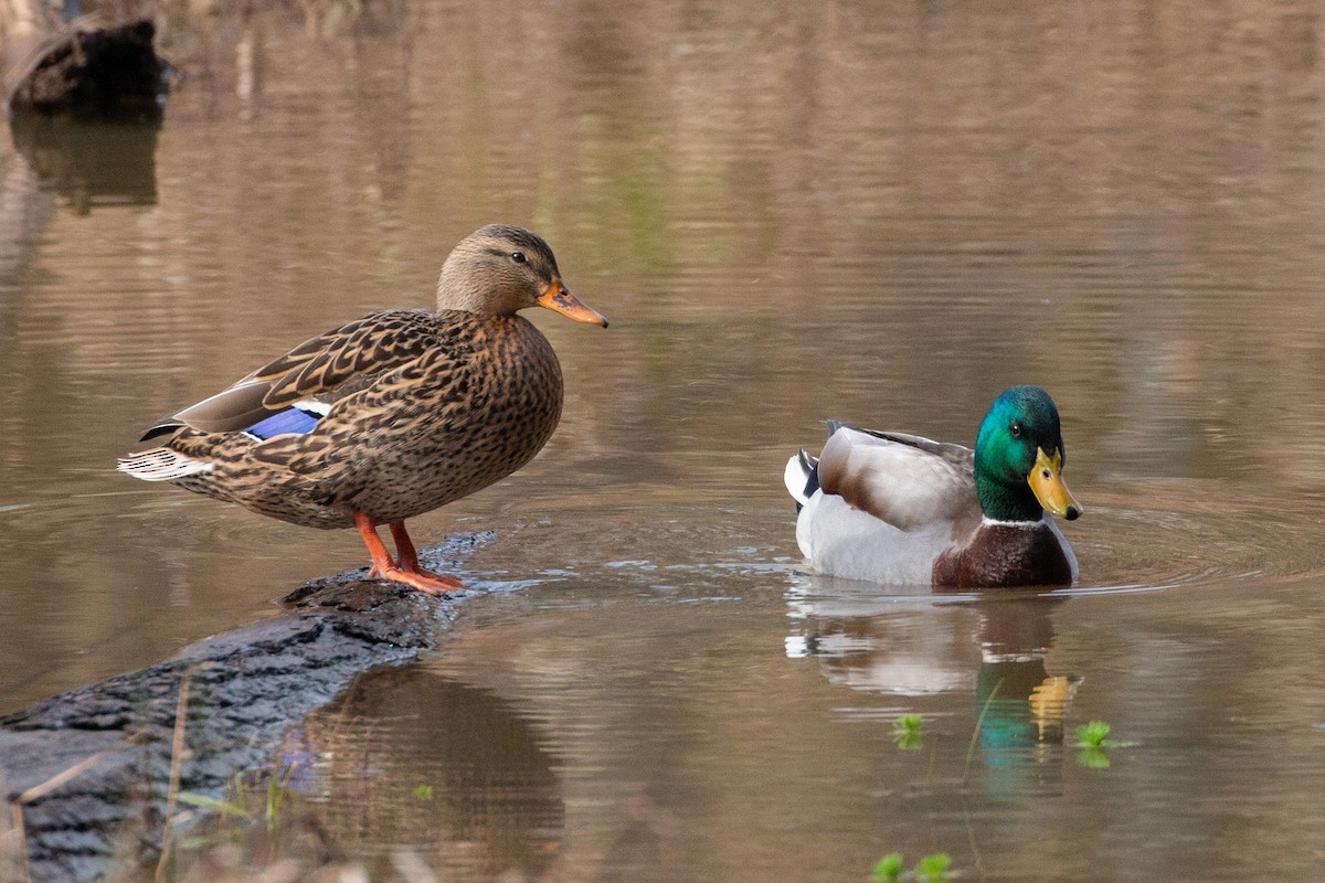 Canard colvert - ML627649630