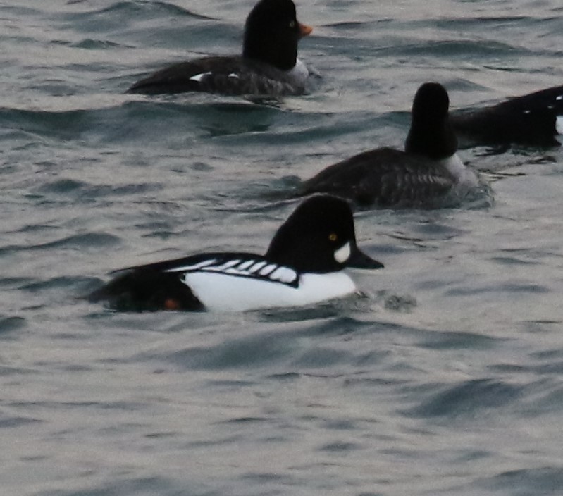 Hybride Garrot à oeil d'or x G. d'Islande - ML627649696