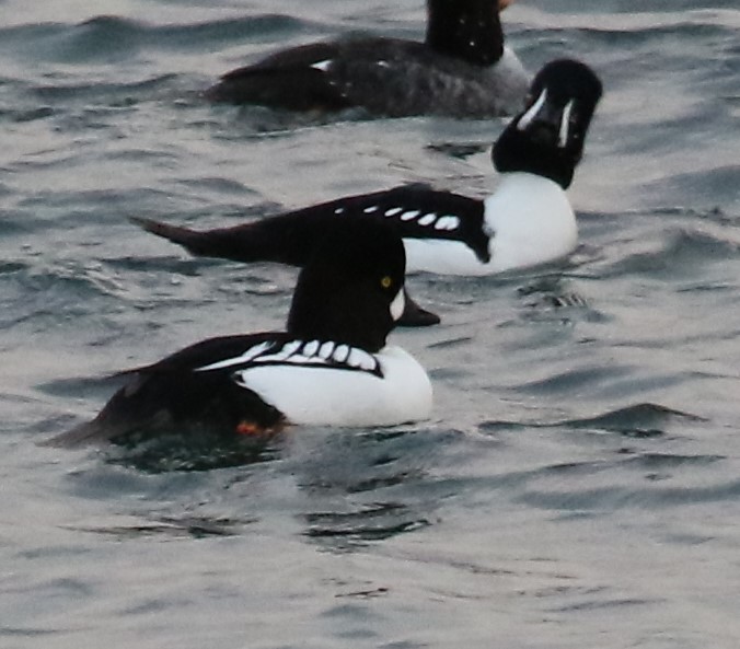 Hybride Garrot à oeil d'or x G. d'Islande - ML627649698