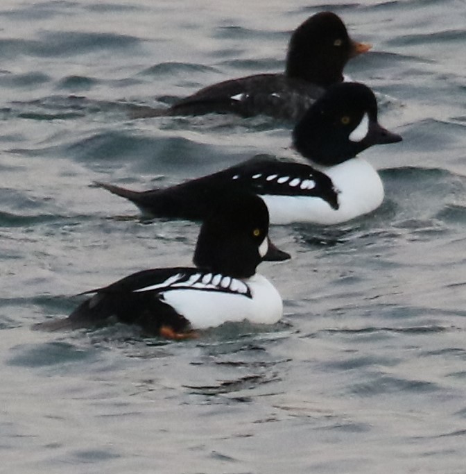 Hybride Garrot à oeil d'or x G. d'Islande - ML627649701