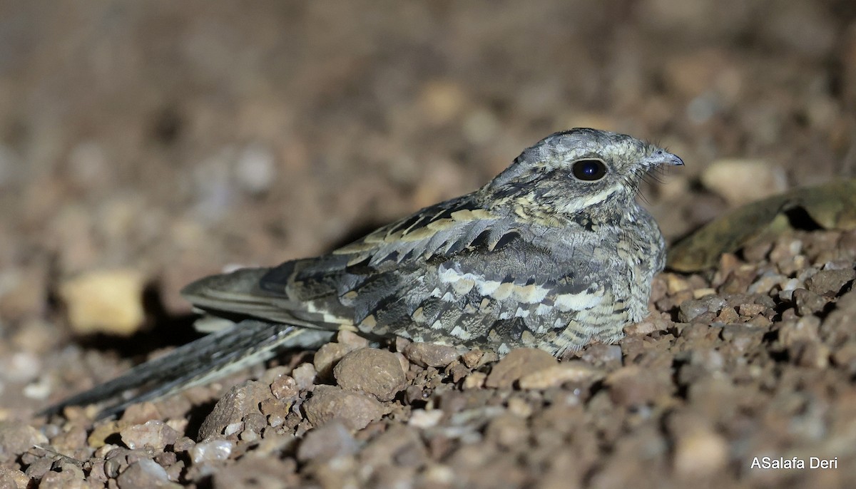 Long-tailed Nightjar - ML627649731