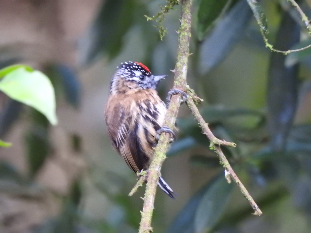 Mottled Piculet - ML627649760