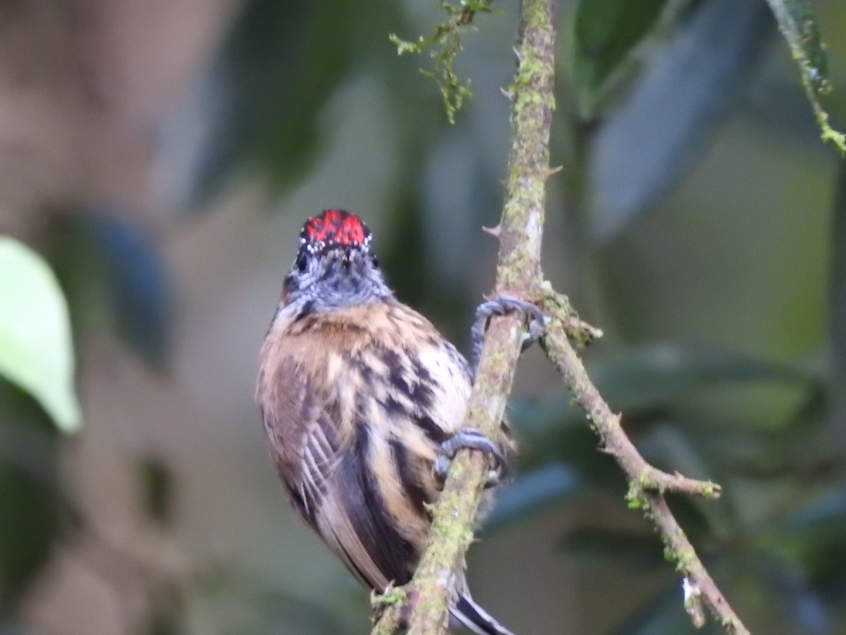 Mottled Piculet - ML627649761