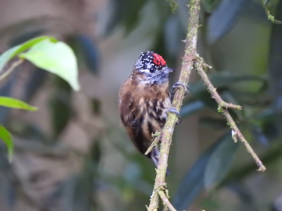 Mottled Piculet - ML627649762