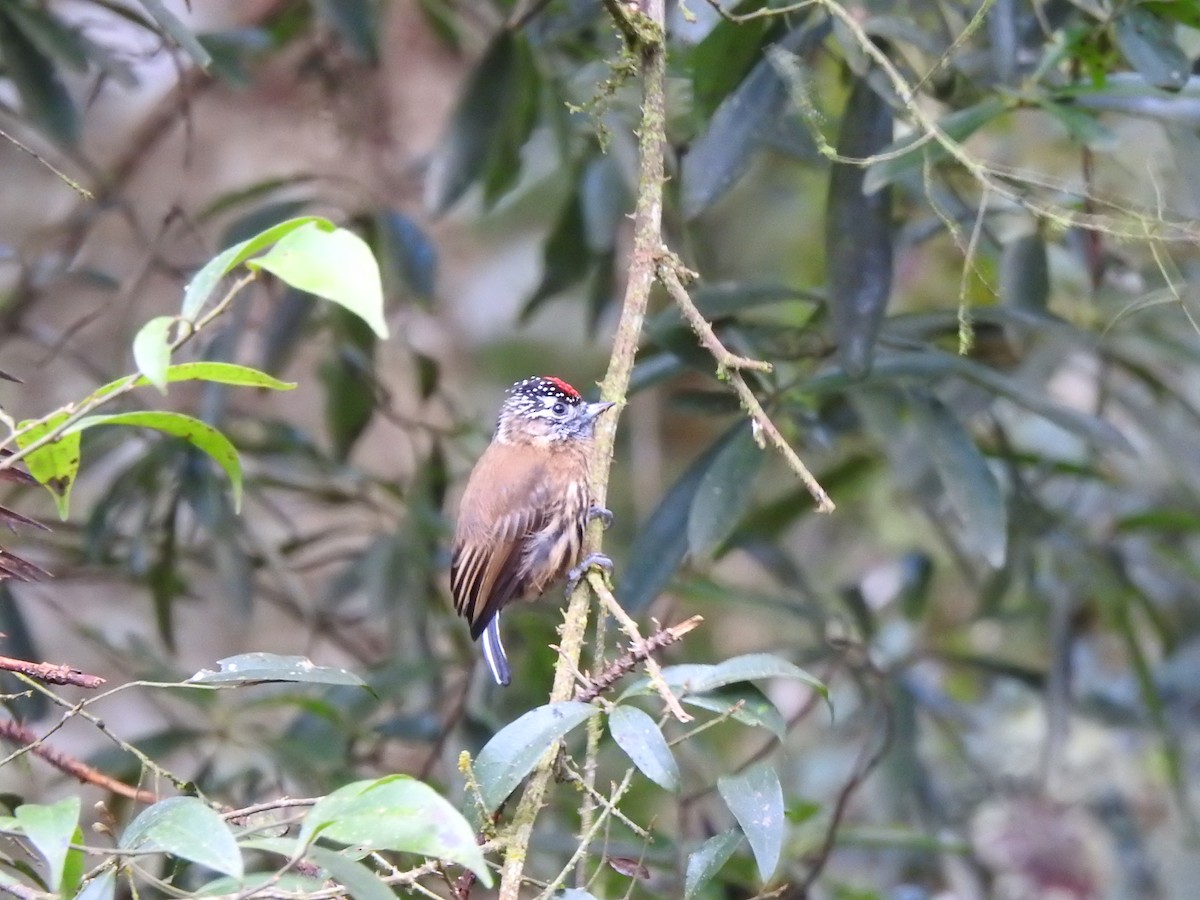 Mottled Piculet - ML627649763