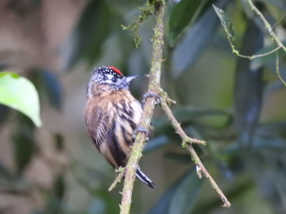 Mottled Piculet - ML627649764