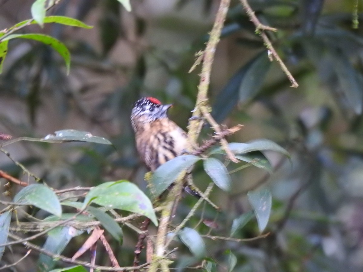 Mottled Piculet - ML627649767