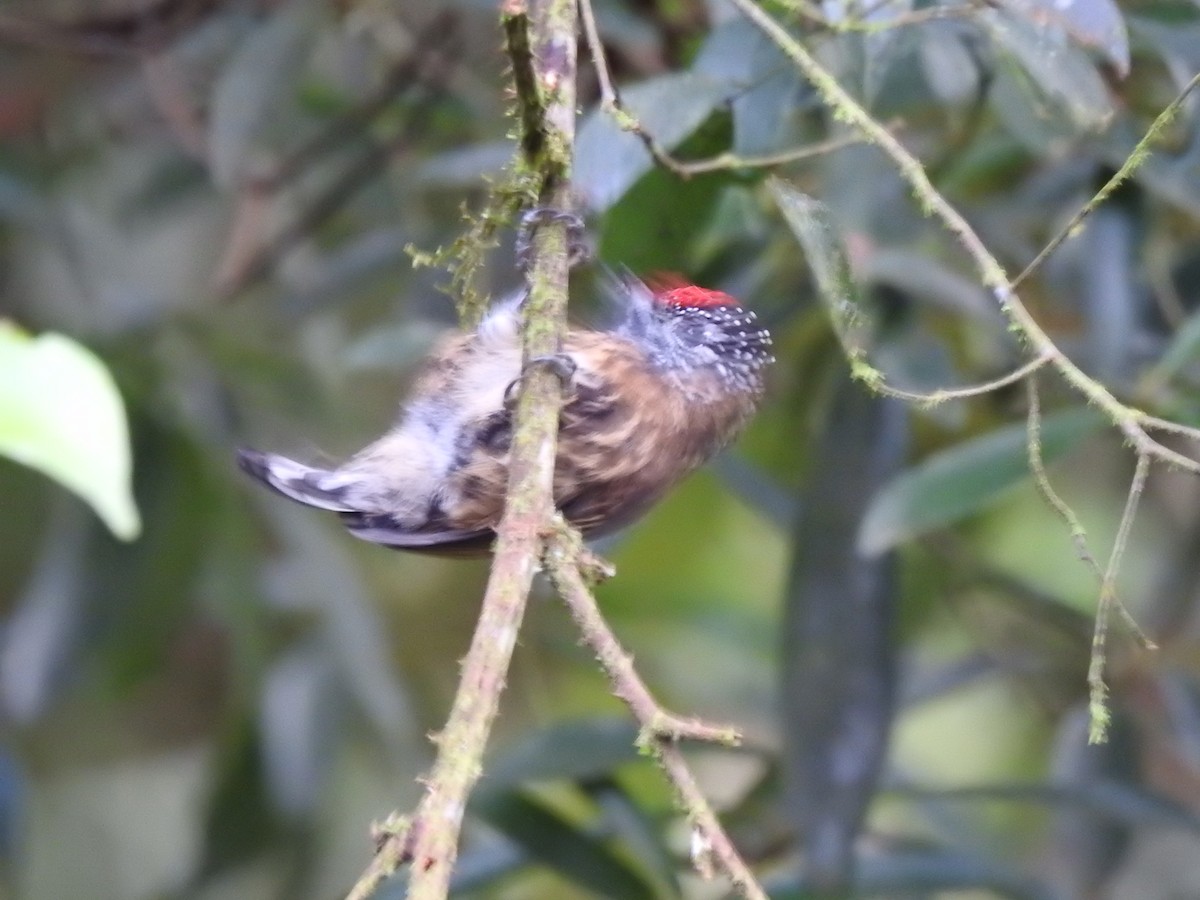 Mottled Piculet - ML627649768