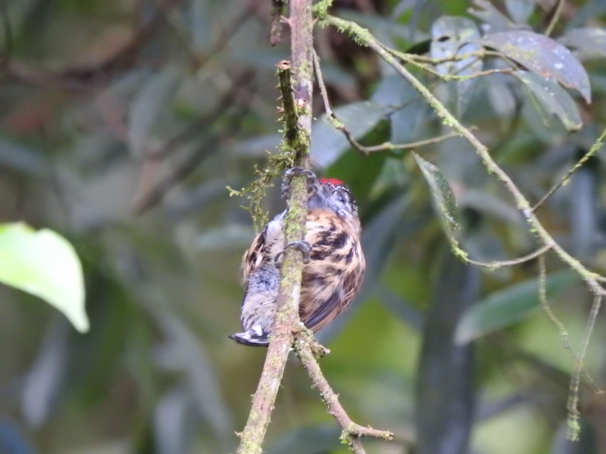 Mottled Piculet - ML627649769