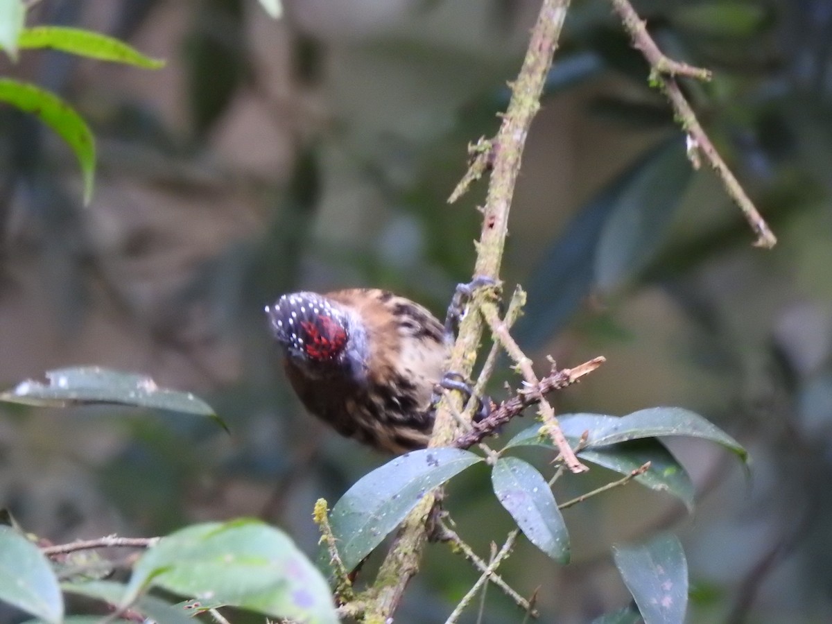 Mottled Piculet - ML627649770