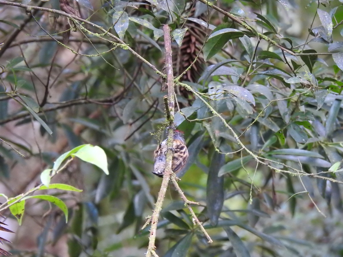 Mottled Piculet - ML627649772