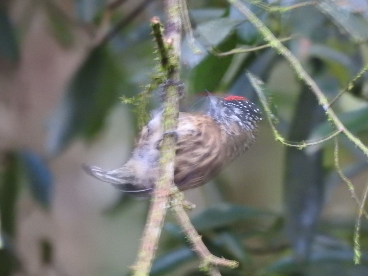 Mottled Piculet - ML627649773