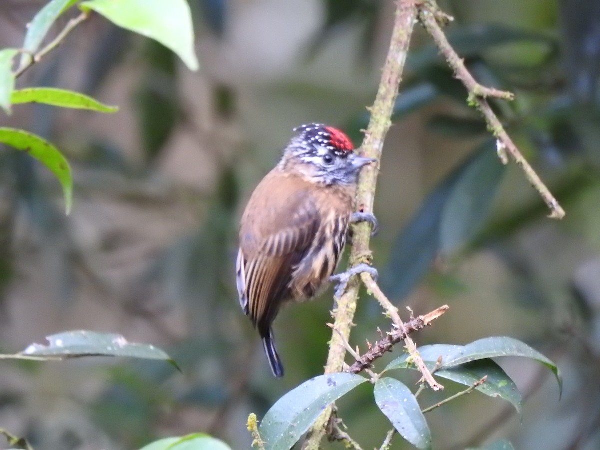 Mottled Piculet - ML627649774