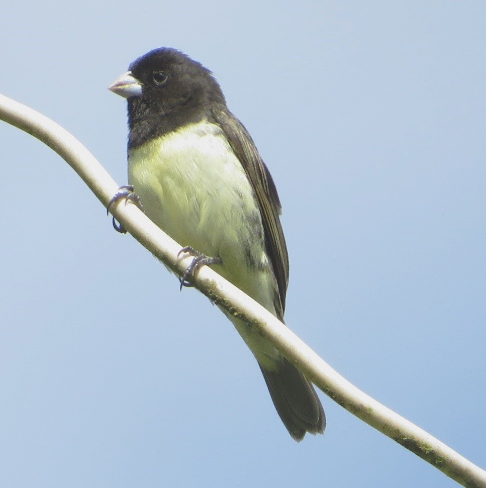 Yellow-bellied Seedeater - ML627649775