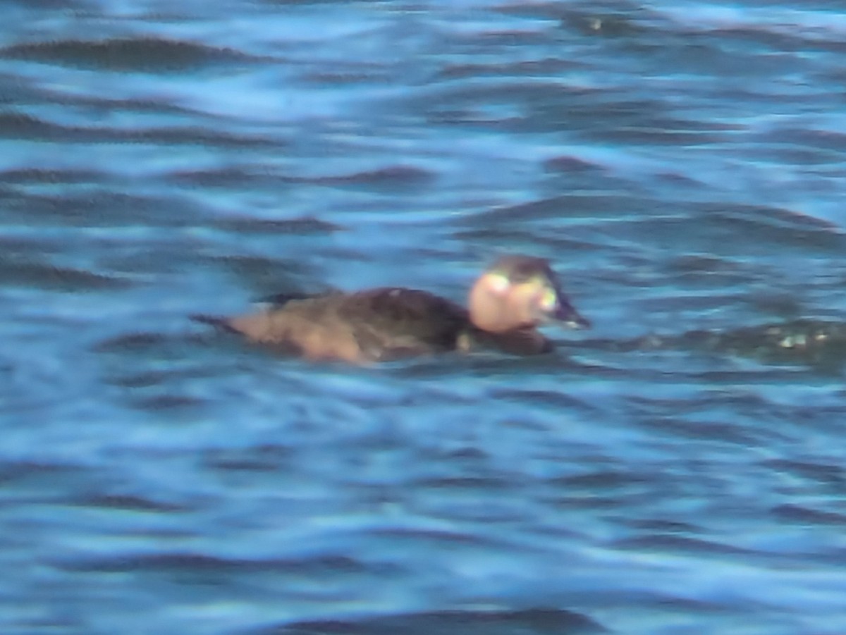 Surf Scoter - ML627649783