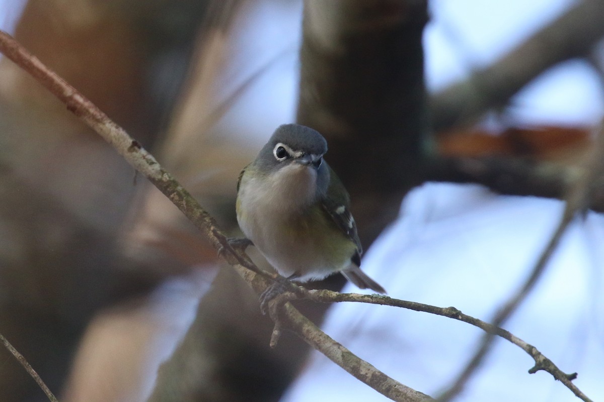 Blue-headed Vireo - ML627649906