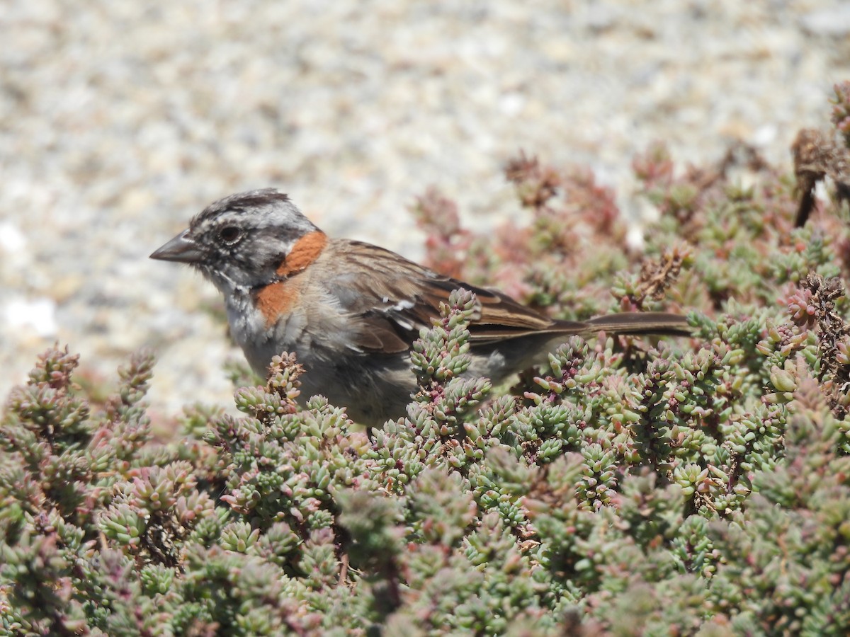 Rufous-collared Sparrow - ML627649956