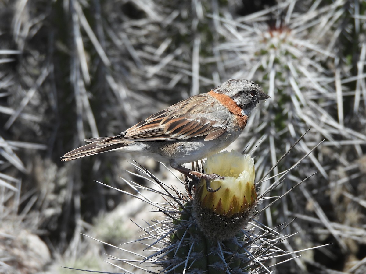 Rufous-collared Sparrow - ML627649958