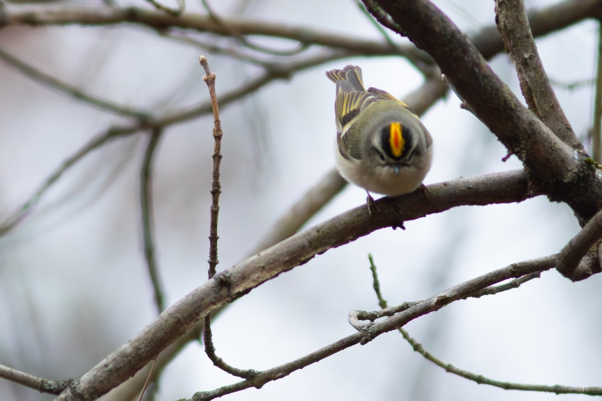 Golden-crowned Kinglet - ML627650081