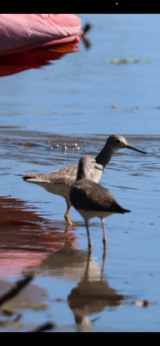 Lesser Yellowlegs - ML627650223