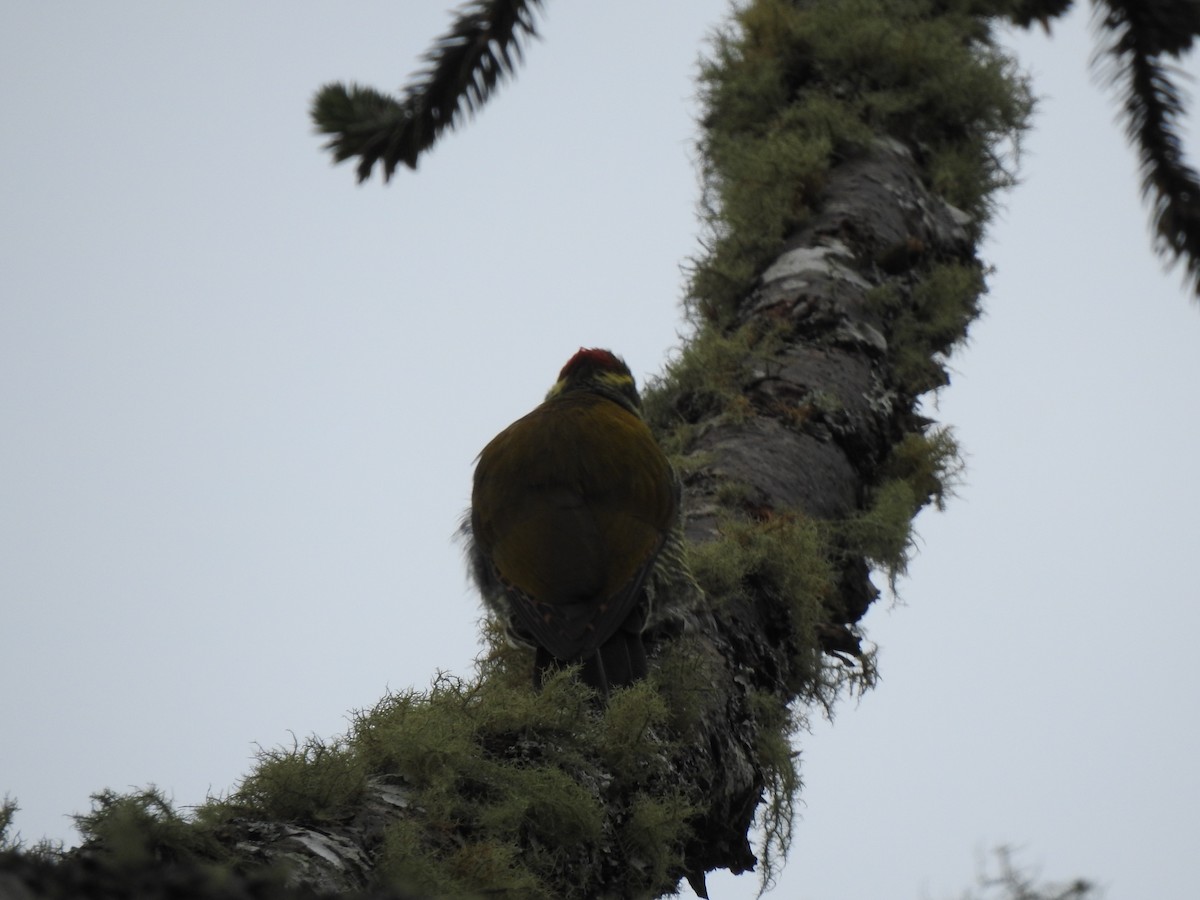 Carpintero Cejigualdo - ML627650333