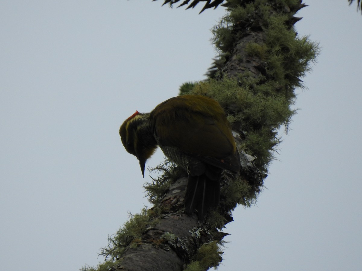 Carpintero Cejigualdo - ML627650334