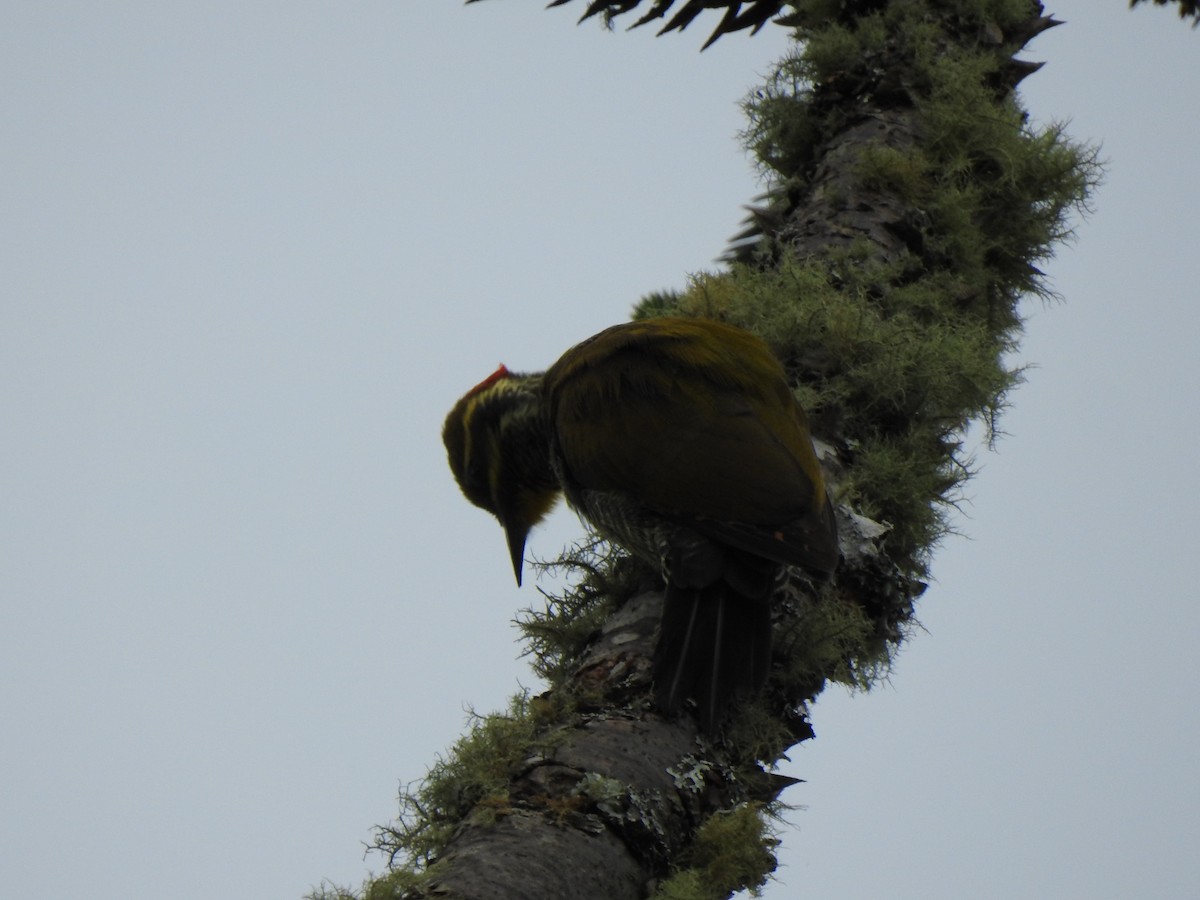 Carpintero Cejigualdo - ML627650339