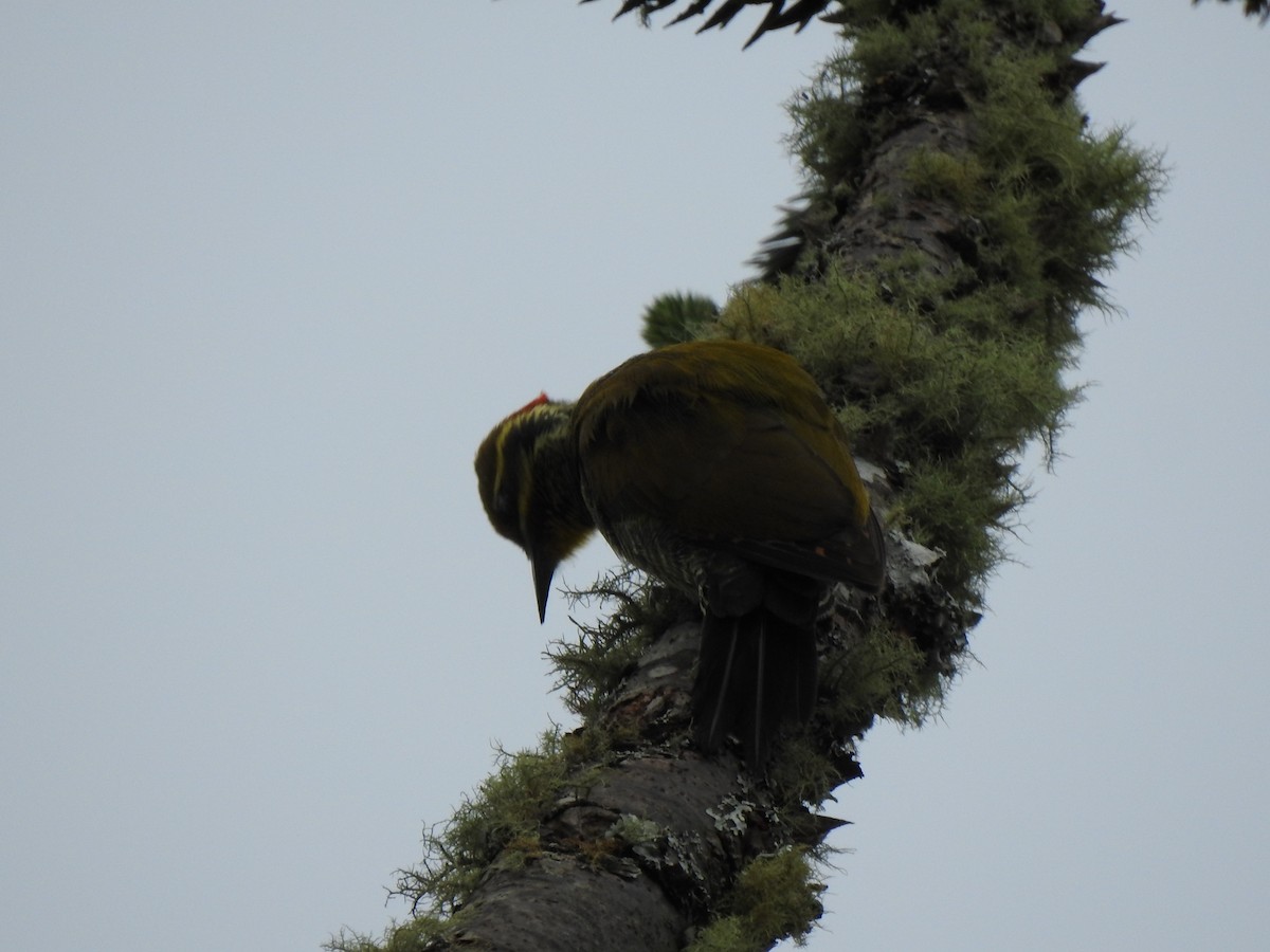 Carpintero Cejigualdo - ML627650345