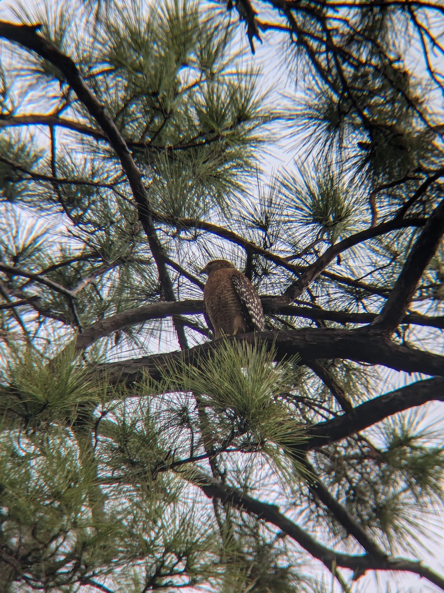 Red-shouldered Hawk - ML627650468