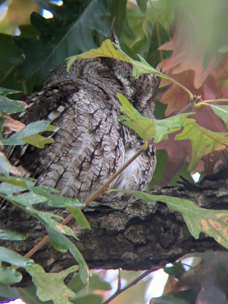 Eastern Screech-Owl - ML627650476