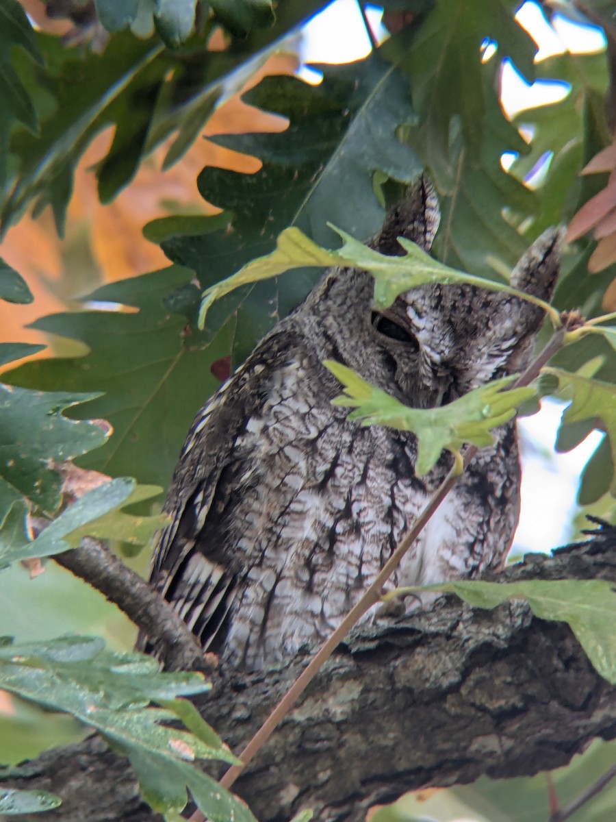 Eastern Screech-Owl - ML627650477