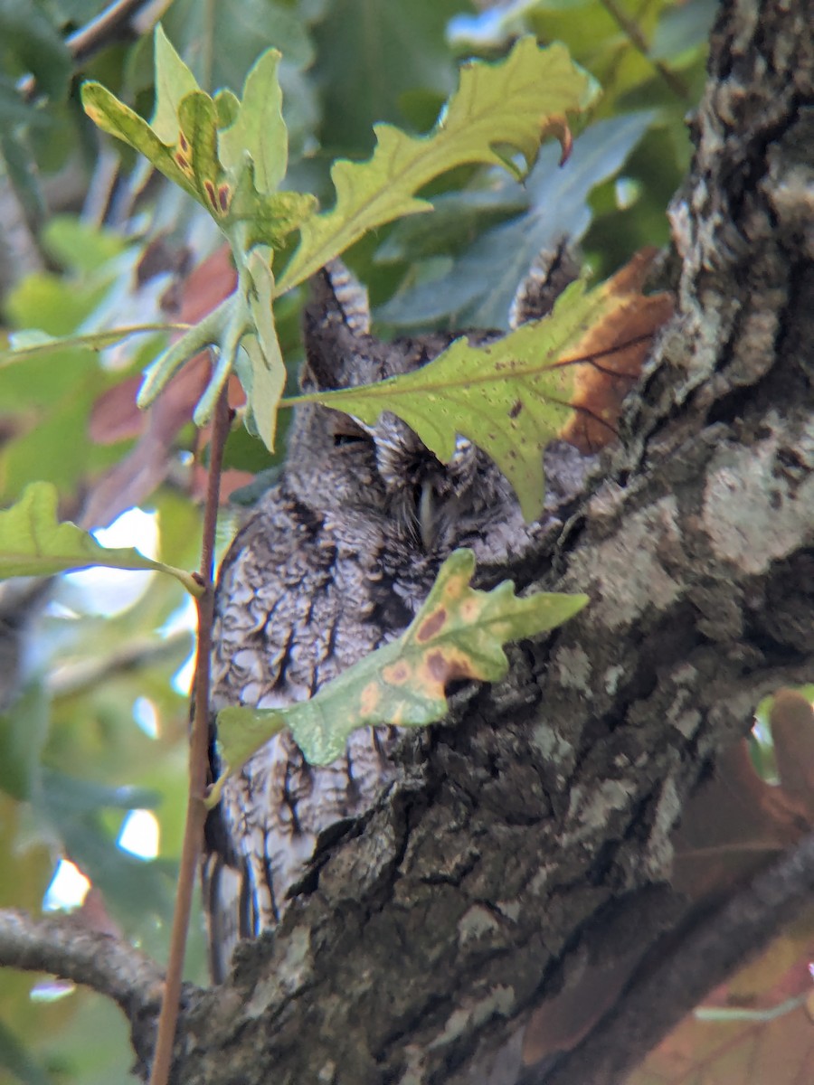 Eastern Screech-Owl - ML627650478