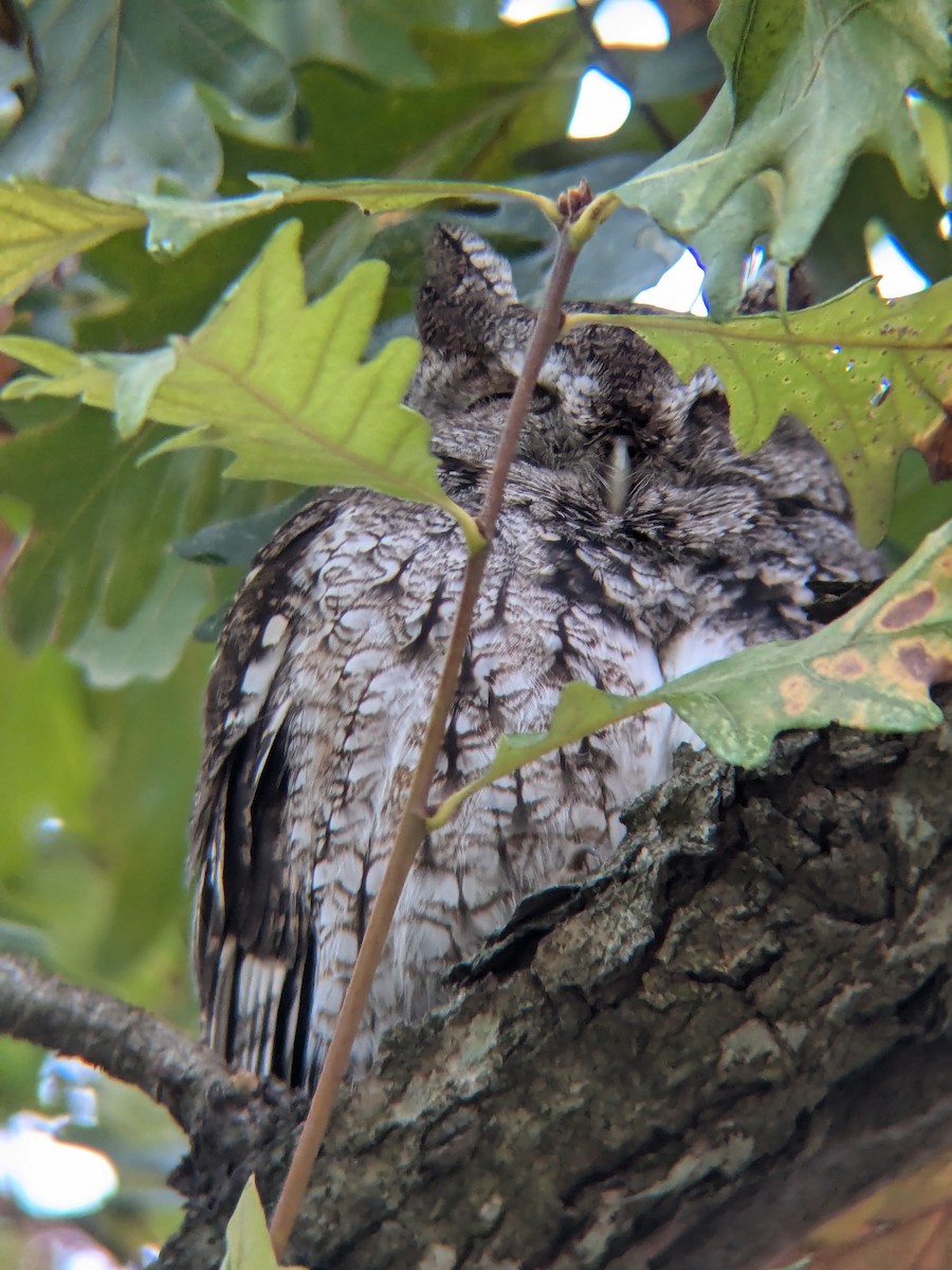 Eastern Screech-Owl - ML627650480