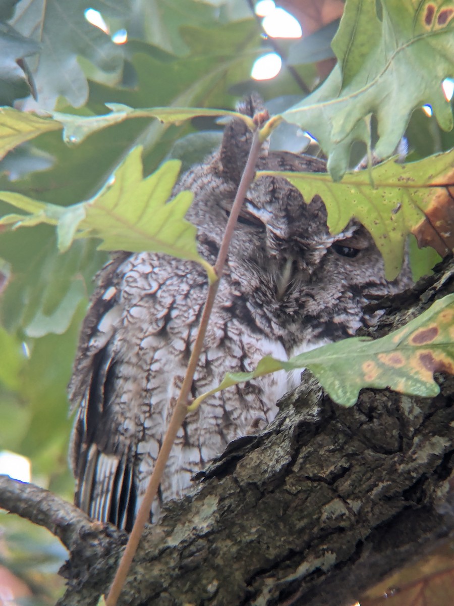 Eastern Screech-Owl - ML627650481