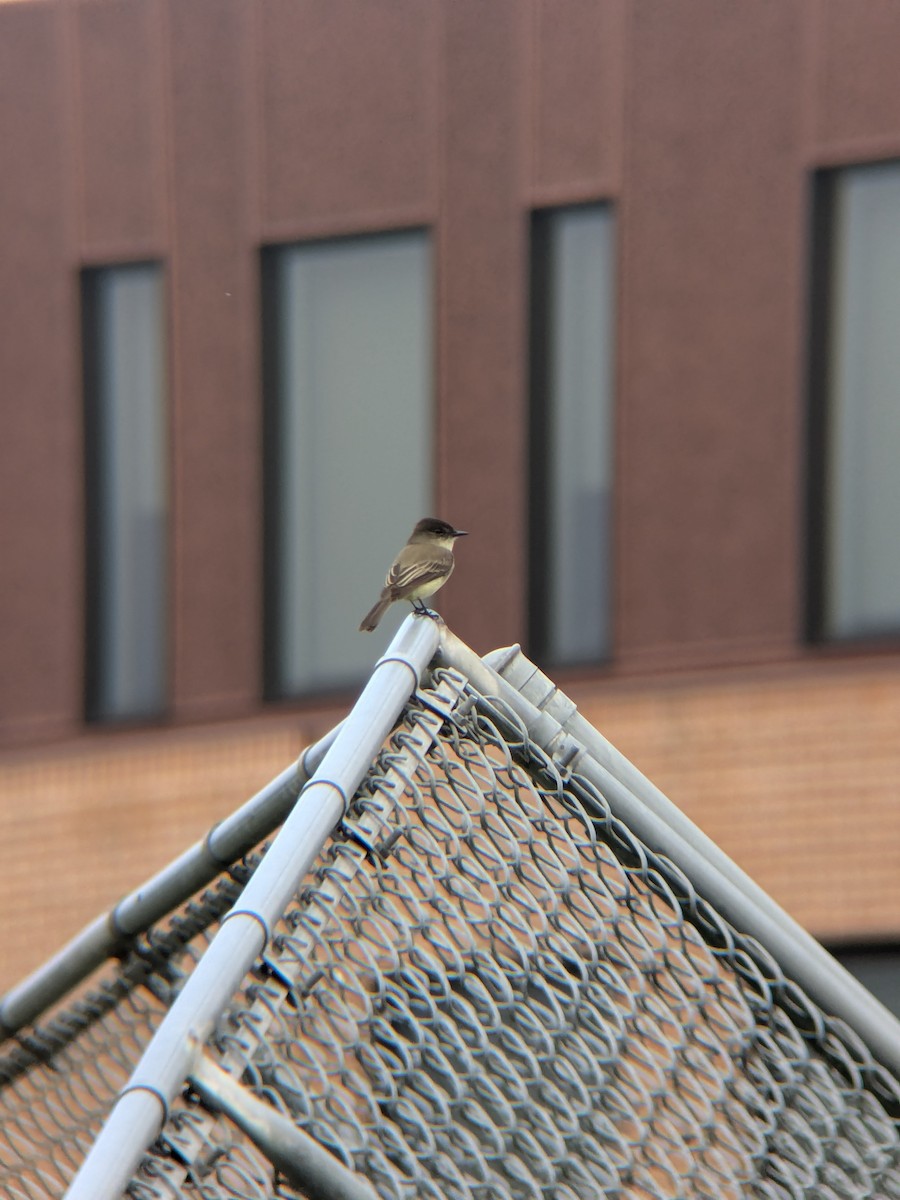 Eastern Phoebe - ML627650515