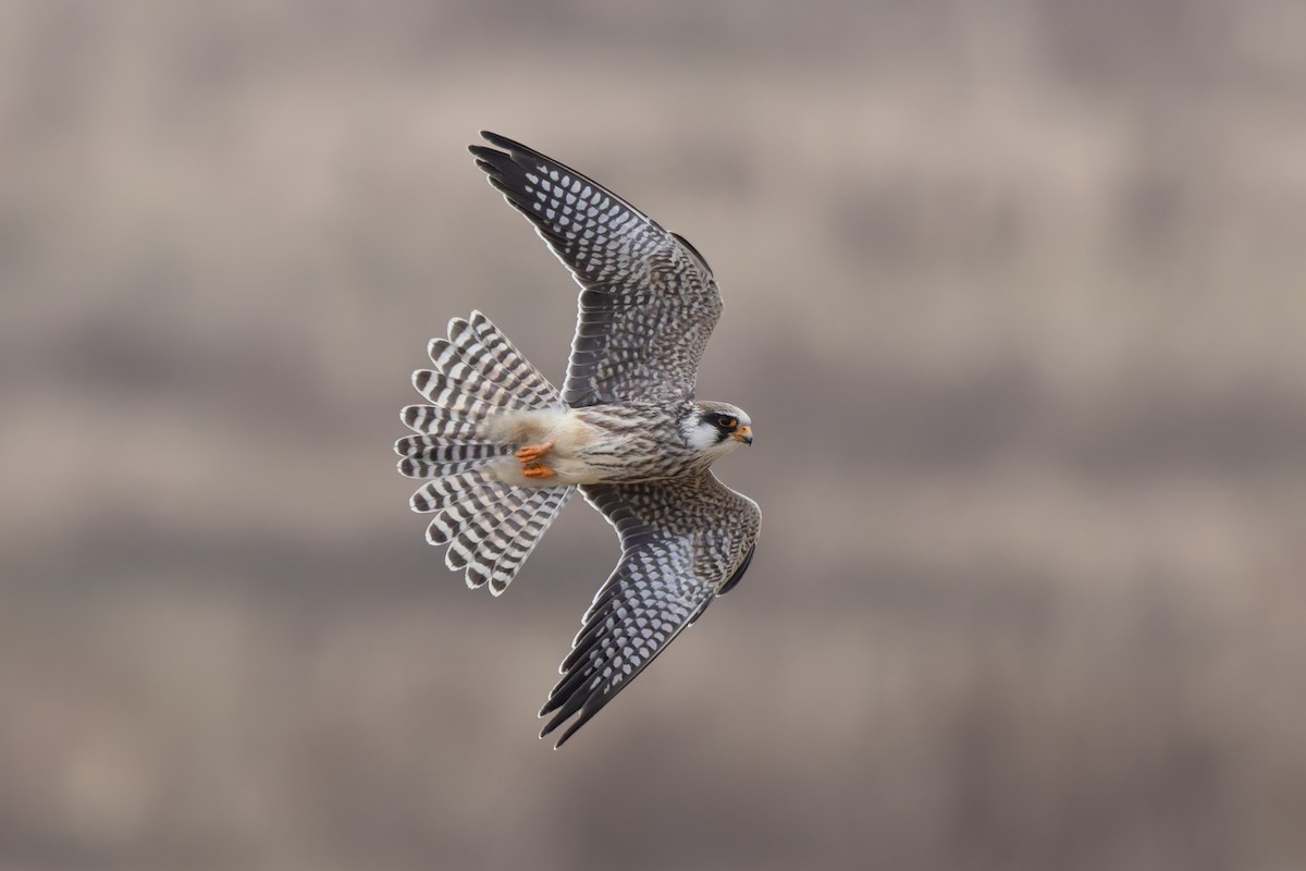 Red-footed Falcon - ML627650530