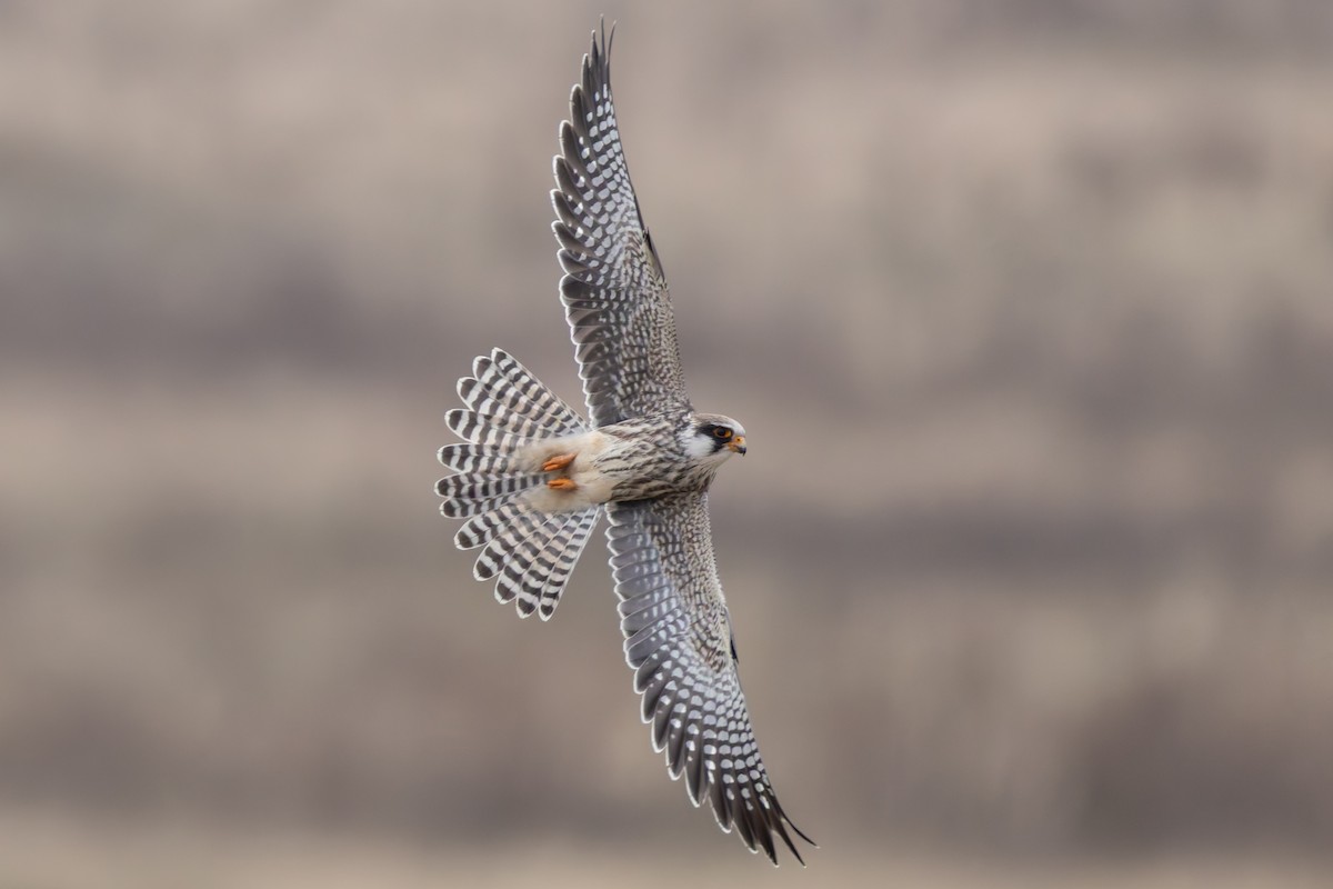 Red-footed Falcon - ML627650531