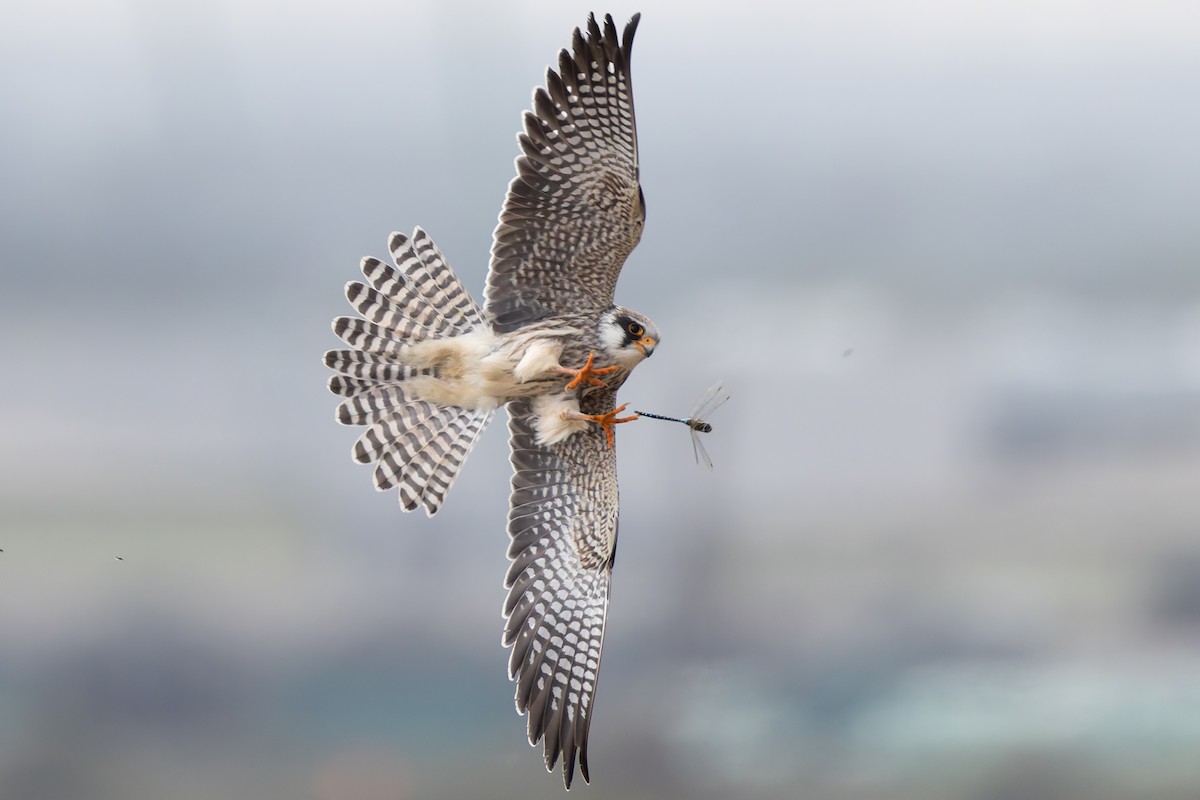 Red-footed Falcon - ML627650532