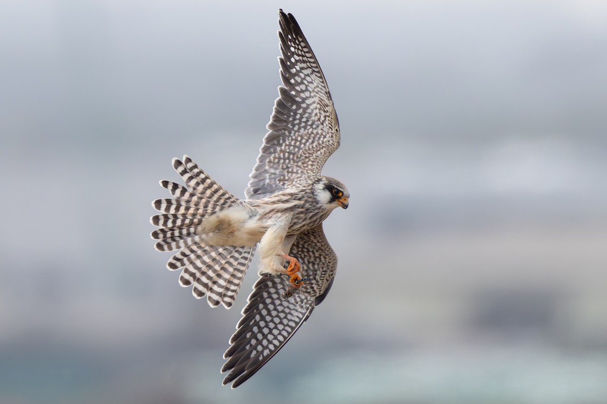 Red-footed Falcon - ML627650534